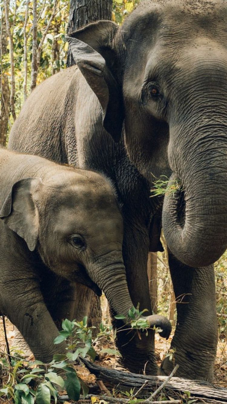 二頭の親子ゾウ寄り添っている様子