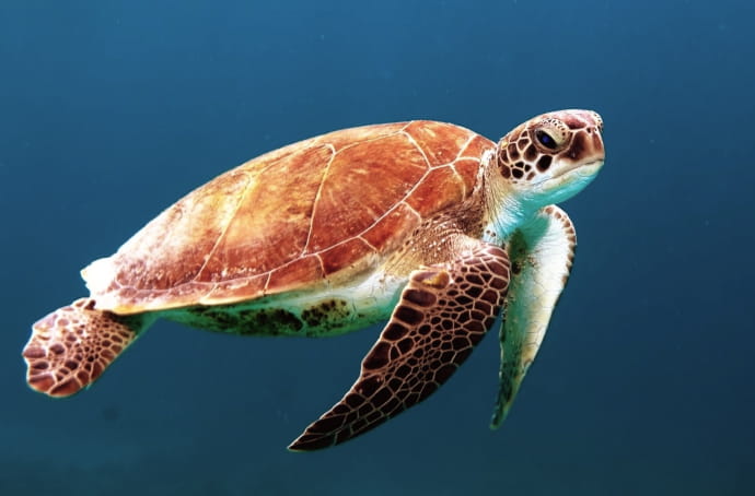 ウミガメが海中を移動している様子